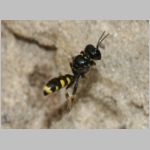 Crossocerus quadrimaculatus - Grabwespe w07b 8mm.jpg